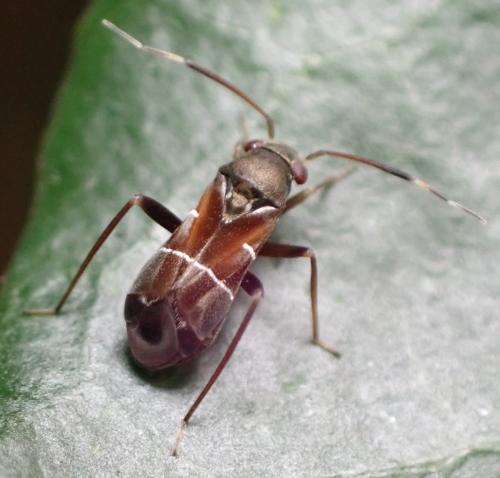 Pilophorus sp.